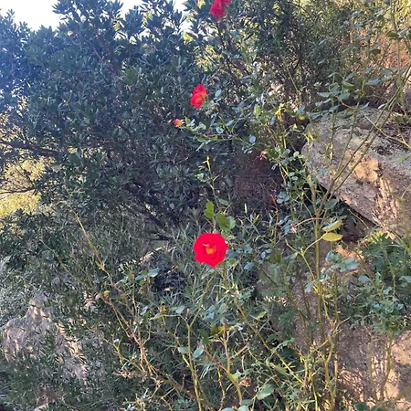 Porto-vecchio 4 Avec Piscine Villa Porto-Vecchio (Corsica)